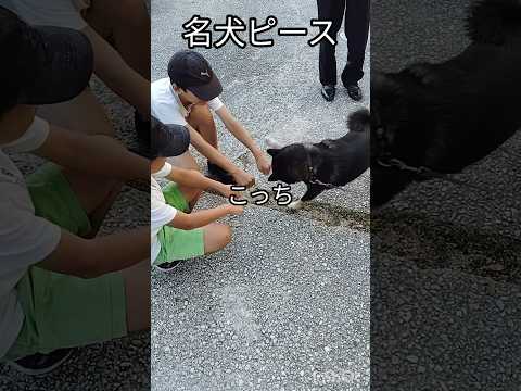 名犬ピースの特技　愛犬　番犬　ペット　柴犬　しつけ　おすわり　お手　ジャンプ　ポン菓子　忍者　ハットリクン　dog peace バズった動画