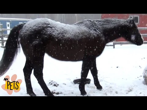 Snow Stallions! | The Best Cute, Funny Animal Videos Compilation #6 | AFV Pets