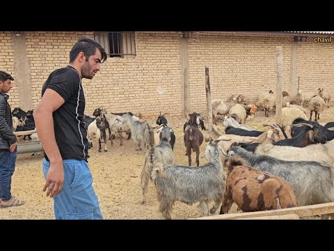 Nomadic life in Iran: Buying sheep to keep on the farm