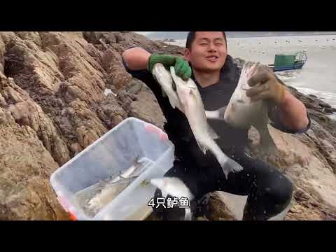 【阿向趕海】鮮豬肺耗資100打窩25公尺長坑 鱸魚海鯽野蠻衝撞抓不住 賣了大賺6倍