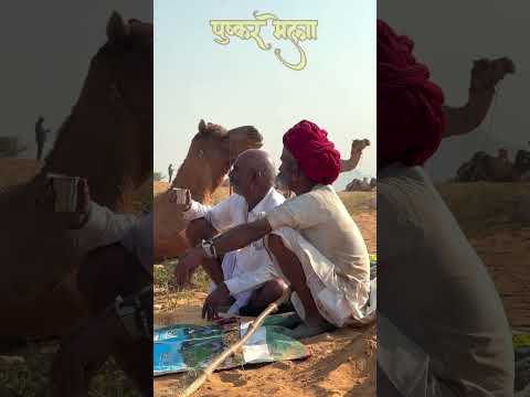 पुष्कर ❤️ #animallover #puskarmela #animalshorts #dairyfarm #desi #shorts #ytshorts #viralvideo