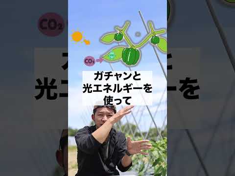 ピーマンの植物生理【切り抜き】