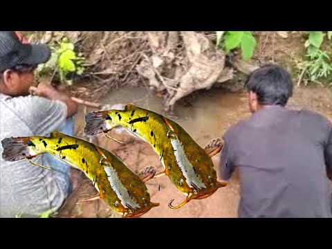 Catch fish & roast in deep forest | survival life in the forest