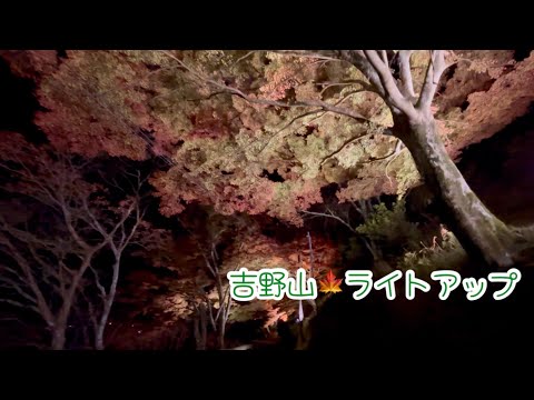 世界遺産　吉野山🍁ライトアップ(後編) 2024年12月1日　Lighting Up Yoshino