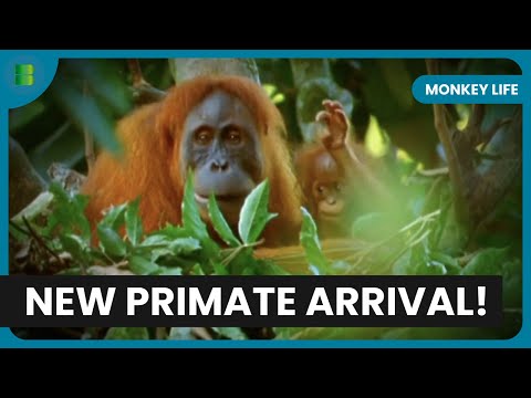 Brian’s New Life Among Chimps - Monkey Life - Documentary