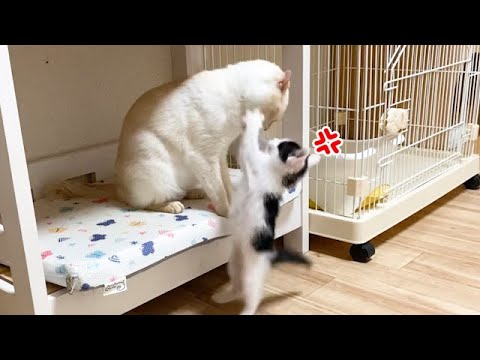 ベッドに乗れず怒って猫パンチする子猫