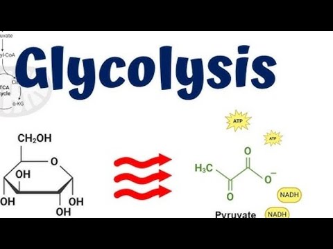 #glycolysis #bsc3rdyear #5thsemester#easyexplaination#cellularrespiration