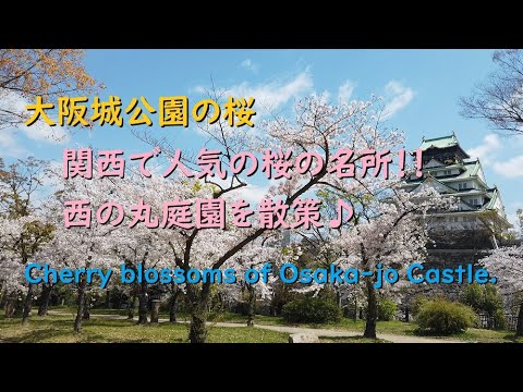 大阪城公園の桜、西の丸庭園でお花見したつもり♪【Cherry blossoms of Osaka-jo Castle.】