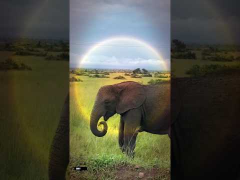 Wild elephant discovery #cute#funny#shorts#viral#forest#vlog#travel