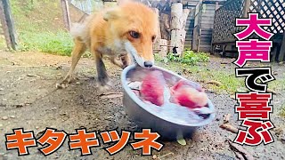 血氷と冷たい魚に大興奮！狐が唸りながら美味を堪能🐟