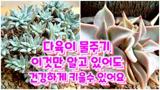 다육이물주기 방법~ 조금씩 자주?  한번에 많이? 어떻게 하는게 더 좋을까요?