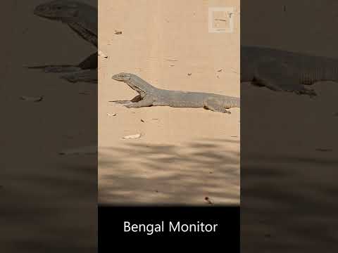 Bengal Monitor from Wilpattu, Sri Lanka