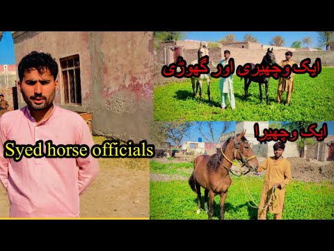 Horse Mandi festival jhang/horse for sale in Pakistan 2025/powerful horses/ most beautiful horses