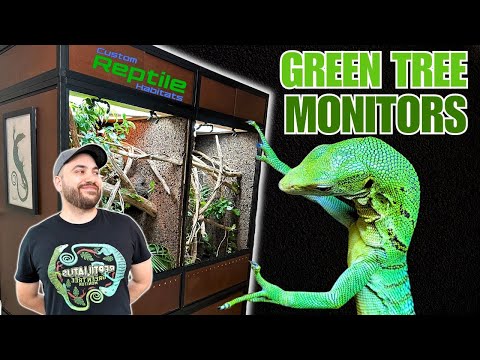 UPGRADING My Green Tree Monitor Lizards into a GIANT Bioactive Vivarium! | Custom Reptile Habitats