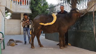 التمساح و الجاموس و الجمل و بعض من الافاعي للاستحمام - جمال العمواسي