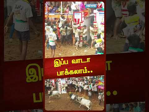 இப்ப வாடா பாக்கலாம்... மொத்தமா வந்து அலற விட்ட காளைகள்|Jallikattu | Shorts|