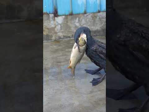 Cormorant quickly eats a fish