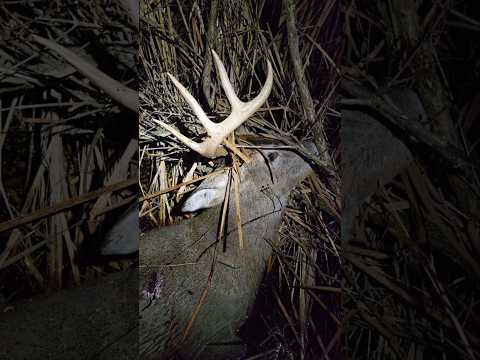 Soaking in those first moments! #bigbuck #hunting #deerhunting