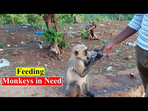 Thirsty Monkeys Drinking Water | Feeding Monkeys | Birds and Animals Planet