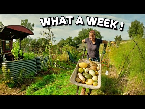 Harvesting, Repurposing and Reusing on our Off-grid Homestead in Portugal