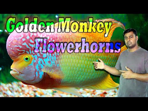 Golden Monkey flowerhorn fish - Popular cichlids fish