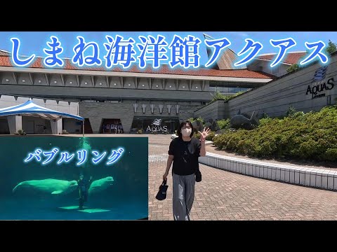 しまね海洋館アクアス　シロイルカのバブルリング