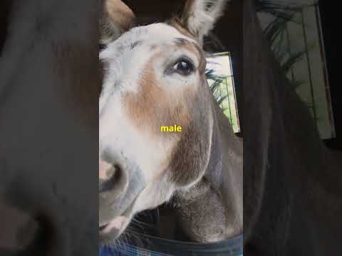 Donkey, Mule, Horse: What's the Difference?