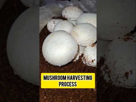 Mushroom harvesting process Mushroom kaise todhteh hai #shorts #Mushroom