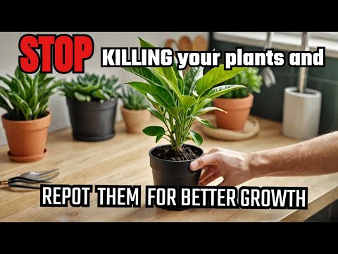 STOP Killing Your Plants and Repot Them for Better Growth