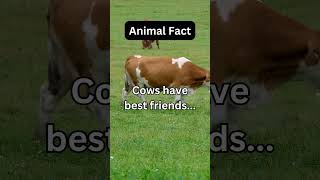 Cows have best friends...