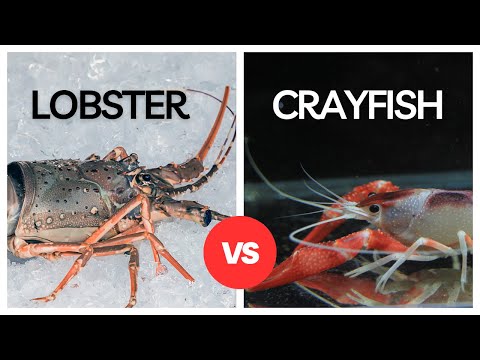 The difference between crayfish and lobsters SIMPLIFIED