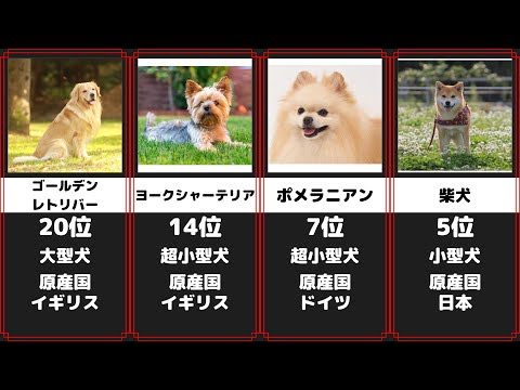 人気犬種 かわいいワンちゃんランキング 28選