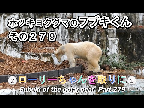 ホッキョクグマのフブキくん（２７９）🐻‍❄️ローリーちゃんを取りに🐻‍❄️（東山動植物園）Fubuki of the polar bear Part 279