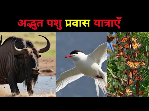 अद्भुत पशु प्रवास यात्राएँ  | Amazing Animal Migration Tours