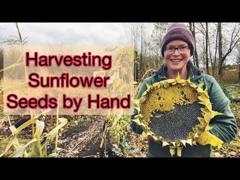 Harvesting Sunflower Seeds by Hand | PNW Zone 8b