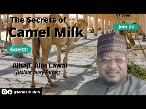 The Secrets of Camel Milk " White Gold "