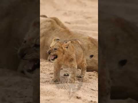 #Baby_Vs_Soldier_Animals_Transformation#shortvideo #viral