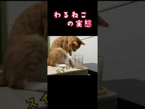 わるねこの実態はコレ #shorts #猫 #いたずら