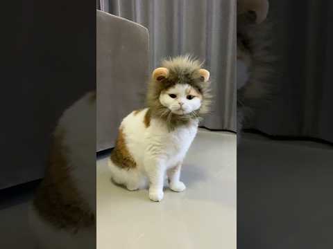 Chouxcream lion dance  #funnycats #cutepet #cutecat