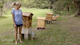 Beginner Beekeeping Ep 1 - The difference between a Flow™ Hive and a Langstroth hive