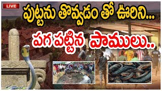 The snakes that crawled the town|ఊరును పాగా పట్టిన పాములు |  @nnmediatrending