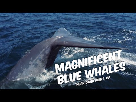 Magnificent Blue Whales 🐋 | Dana Point Whale Watching