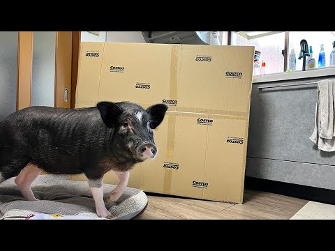 Reaction to giving a pig a huge present.