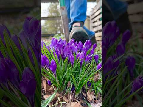 easy & fast way to get Crocus in a pot