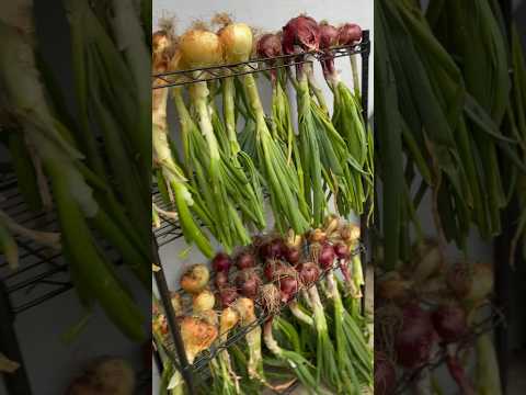 Growing onion from seed 🧅check detail in the comment section #backyardgarden #onion #gardeningtips