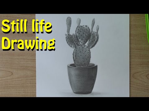 cactus plant | still life drawing