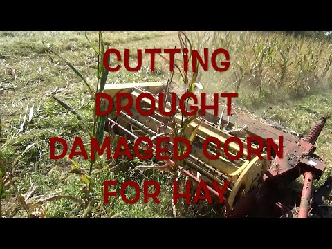 Cutting Drought Damaged Corn for Hay