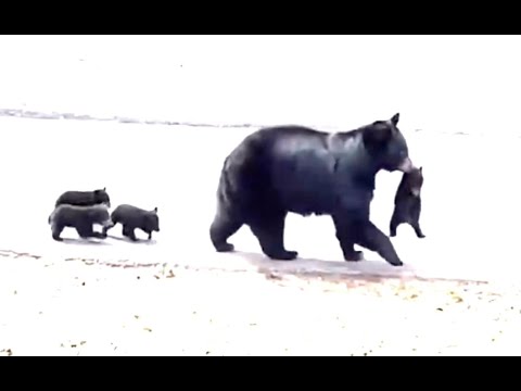 Asheville Bear with Four Little Cubs