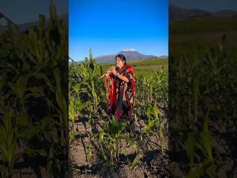 Malaku SanJuanito - Flute #livemusic #anden #dance #ecuador #nature #mountains #traditional #otavalo