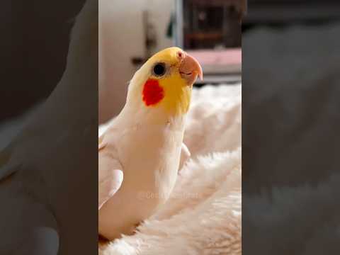 Adorable Cockatiel Jerry's Cute Singing Moments #cockatielscraze #birdsinging #cutepets